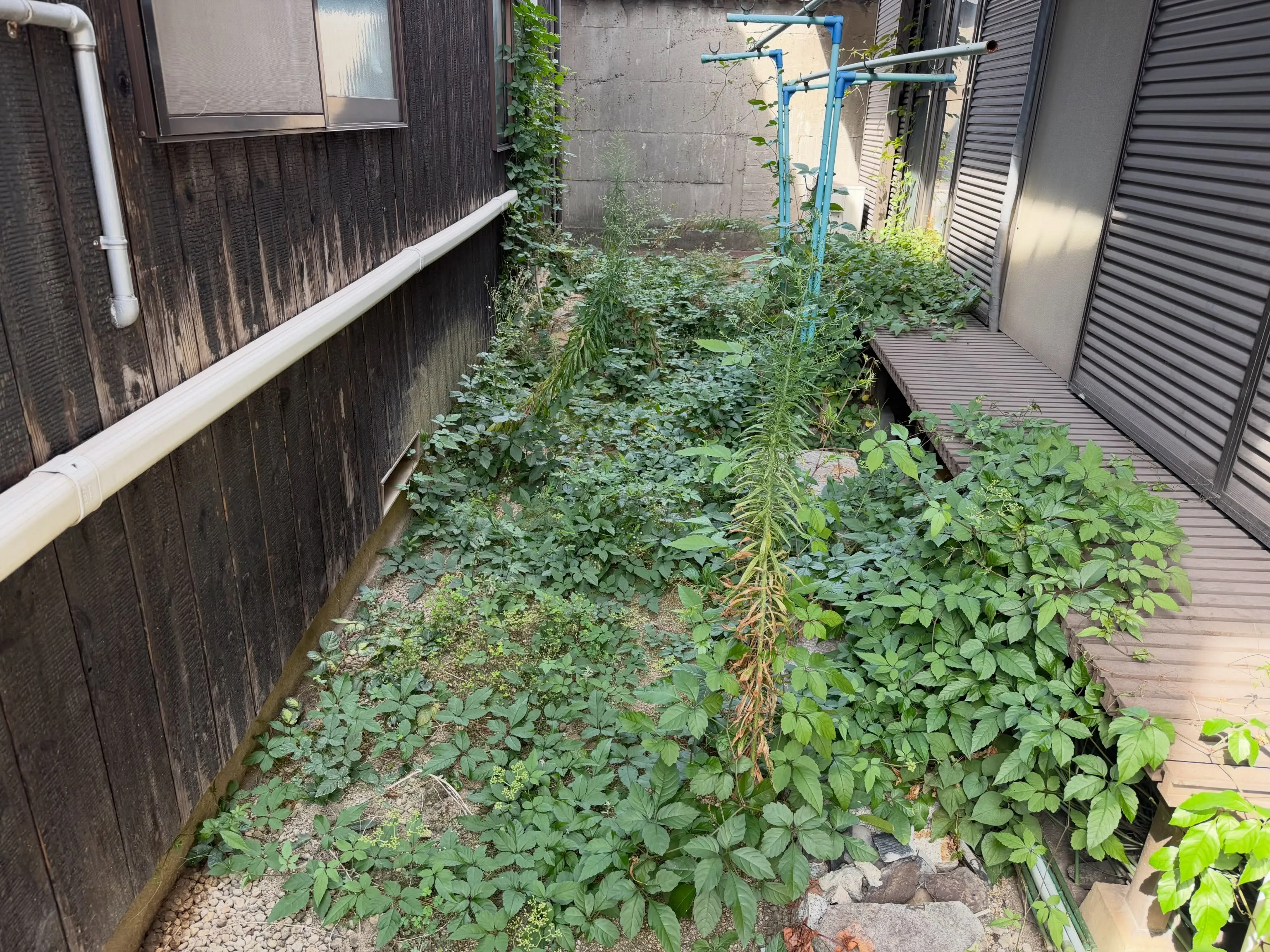 草抜き