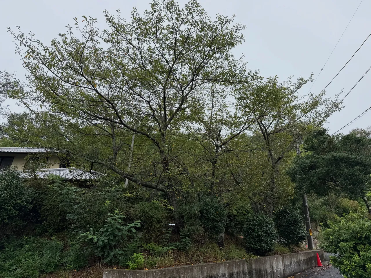 伐採・剪定・防草シート