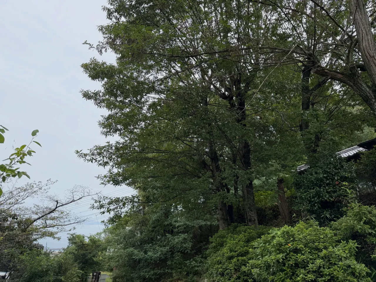 伐採・剪定・防草シート