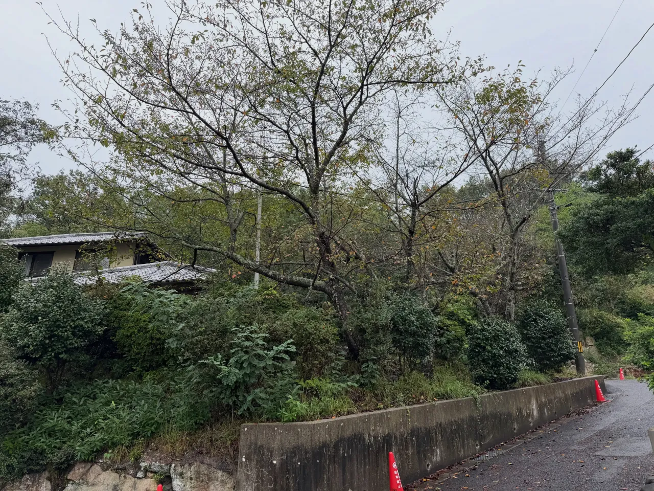 伐採・剪定・防草シート
