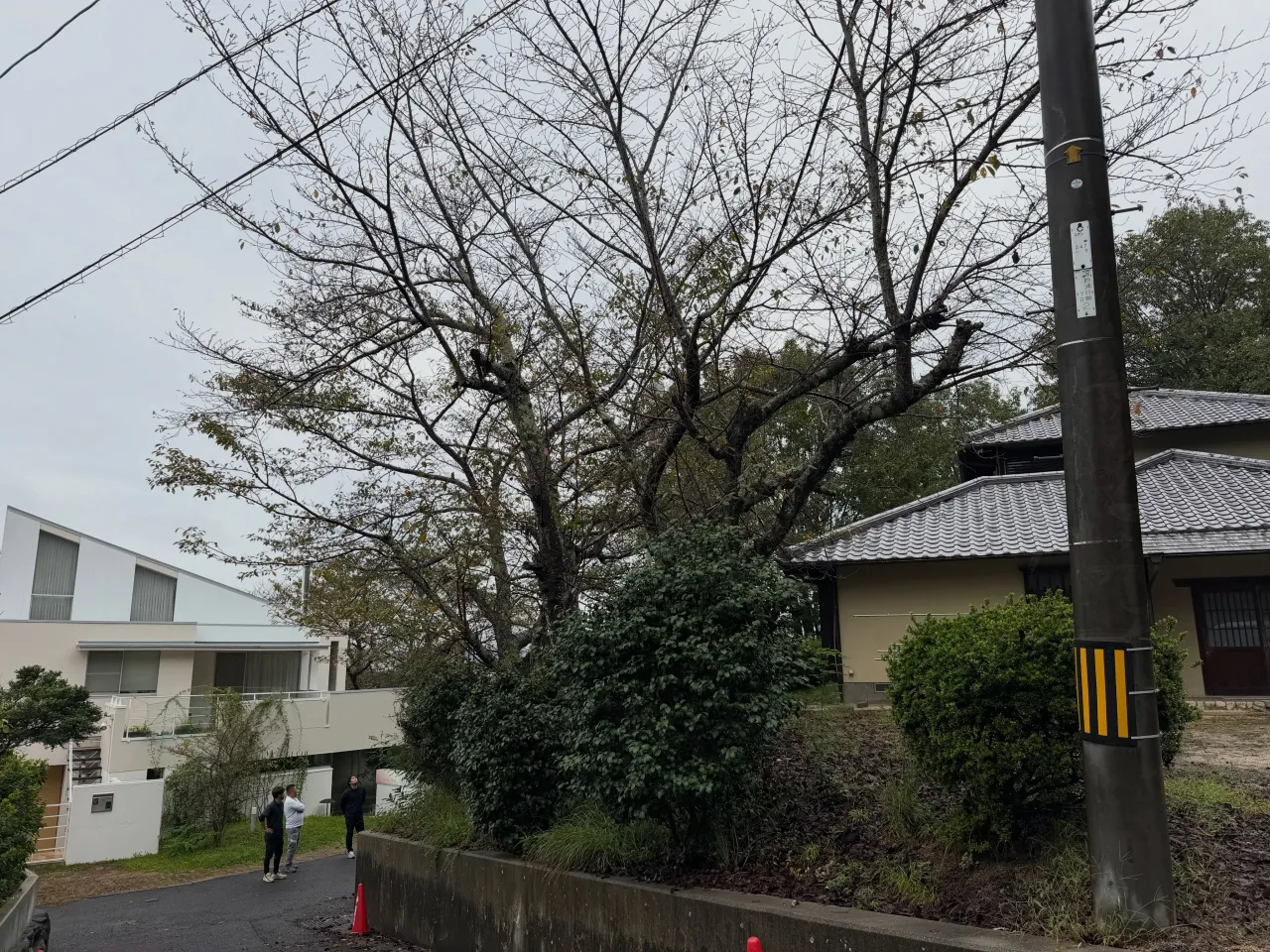伐採・剪定・防草シート