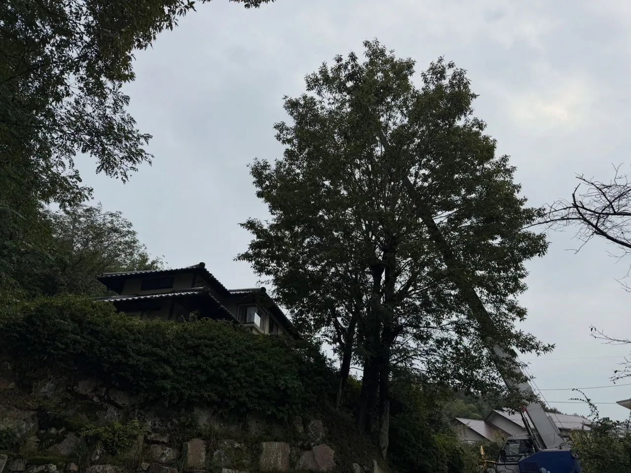 伐採・剪定・防草シート